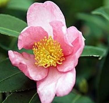 Blushing Maiden Tea Camellia