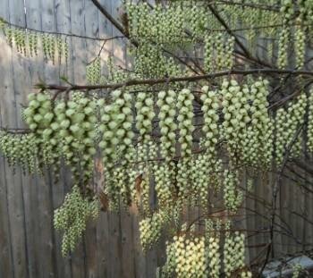 Early Spiketail (Stachyurus)