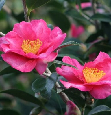 Kanjiro Pink Camellia