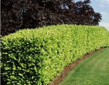 English Laurel