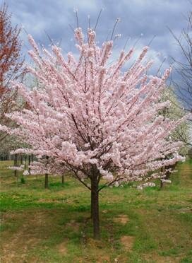 Akebono Flowering Cherry