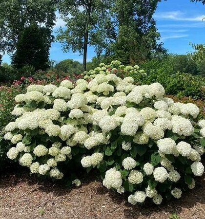 Incrediball Storm Proof Hydrangea