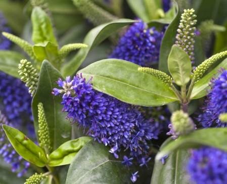 Blue Kiwi Hebe