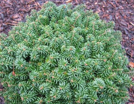 Cis Korean Fir