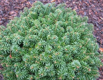 Cis Korean Fir