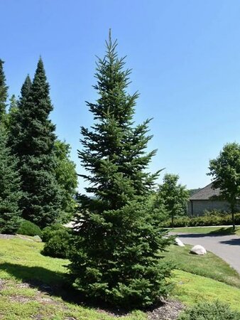 Balsam Fir Tree - image 3