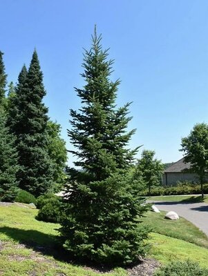 Balsam Fir Tree - image 2