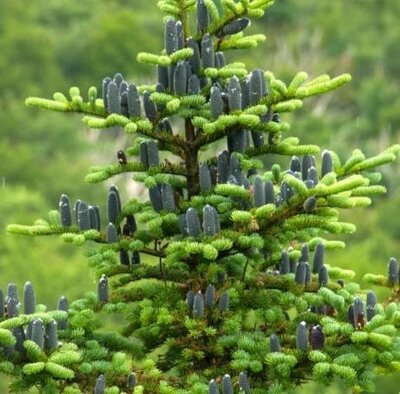 Balsam Fir Tree