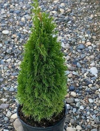 Emerald Green Cedar - image 2