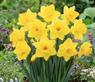 King Alfred Daffodils 10pk - image 1