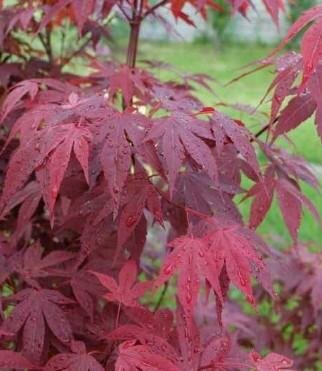 Emperor One Japanese Maple