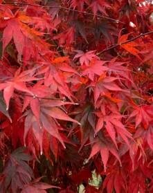 Red Dawn Full Moon Maple
