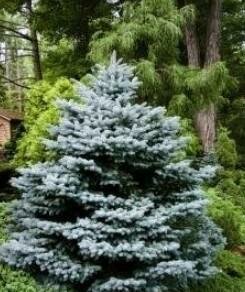 Montgomery Blue Spruce