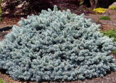 Globe Blue Spruce