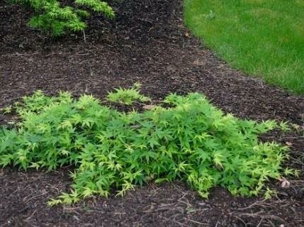 Ryu Sei Japanese Maple