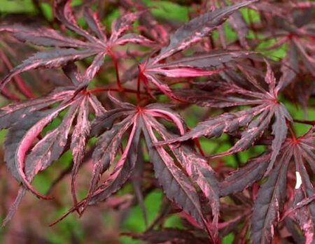 Lileeanne's Jewel Japanese Maple