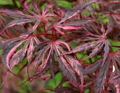 Lileeanne's Jewel Japanese Maple