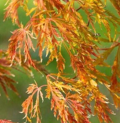 Orangeola Weeping Japanese Maple