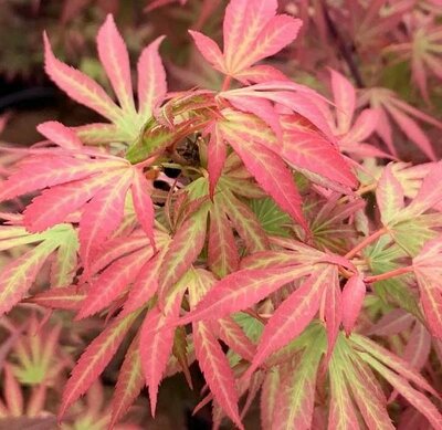Elizabeth Japanese Maple