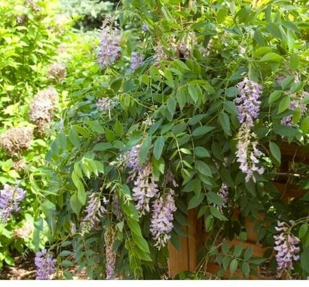 Summer Cascade  Repeat-Blooming Wisteria