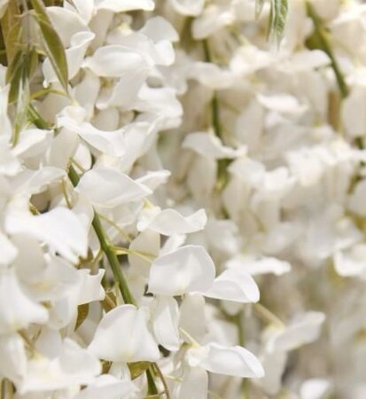 Shiro Kapitan Silky Wisteria