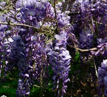 Murasaki Kapitan Wisteria