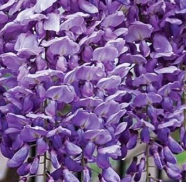 Blue Moon Wisteria