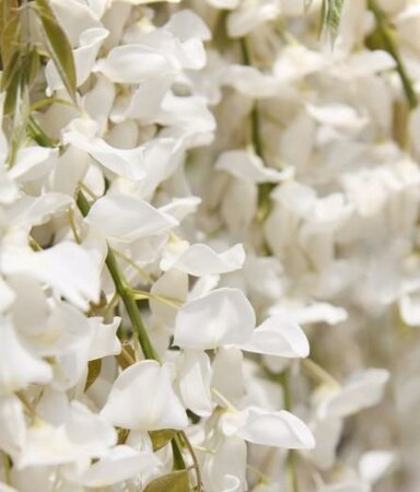 Kapiteyn Fuji Wisteria