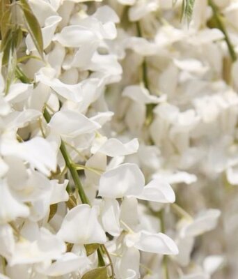 Kapiteyn Fuji Wisteria