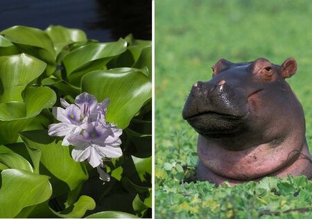 Floating Water Hyacinths and Lettuce
