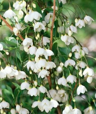 Snowcone Japanese Snowbell Tree