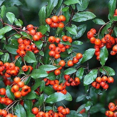 Pyracantha Orange Glow