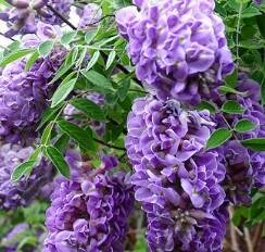 Longwood Purple Wisteria