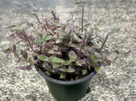 Pink Lady Turle Vine