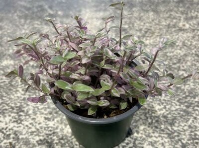 Pink Lady Turle Vine