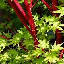 Coral Bark Japanese Maple
