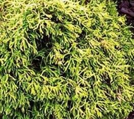 Tsatsumi Gold Cypress