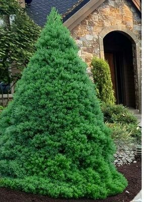 Von Martin Compact Giant Sequoia