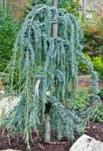 Weeping Atlantic Cedar
