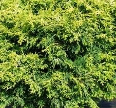 Kamaeni-Hiba Hinoki Cypress