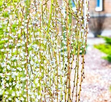 Weeping Pussy Willow