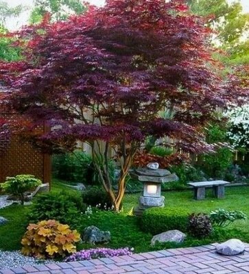 Bloodgood Japanese Maple