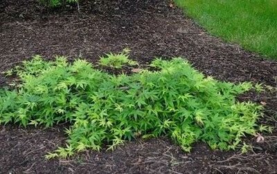 Ryu Sei Japanese Maple