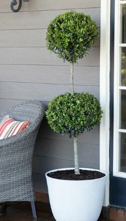 Emerald Colonnade Japanese Holly Tree