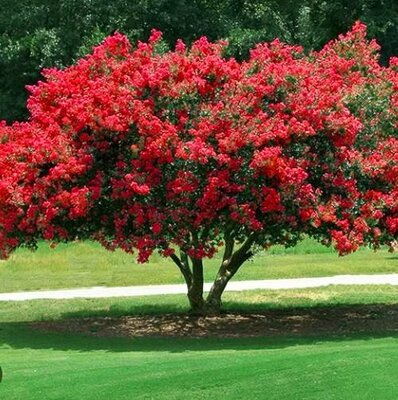 Dynamite Crape Myrtle Patio Tree
