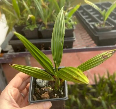Starter Windmill Palm