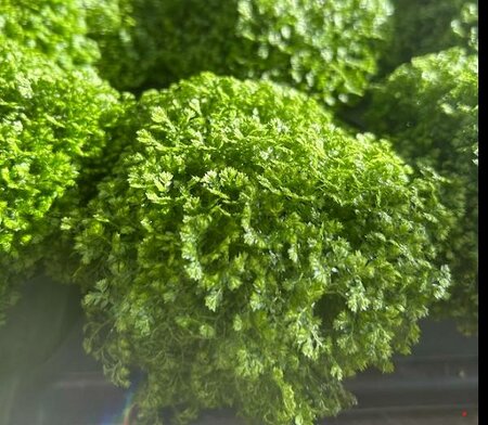 Spikemoss (Selaginella)