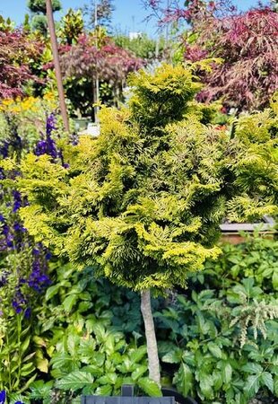 Tree Form Dwarf Golden Hinoki