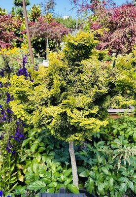 Tree Form Dwarf Golden Hinoki