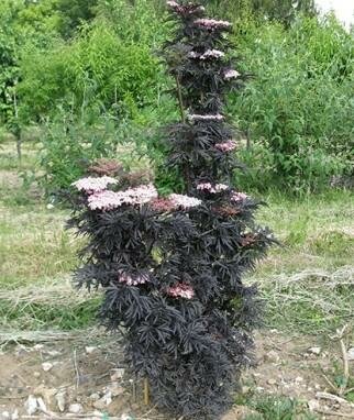 Laced Up Elderberry